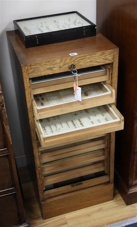 An oak tambour fronted cabinet of entomological specimens, H.97cm